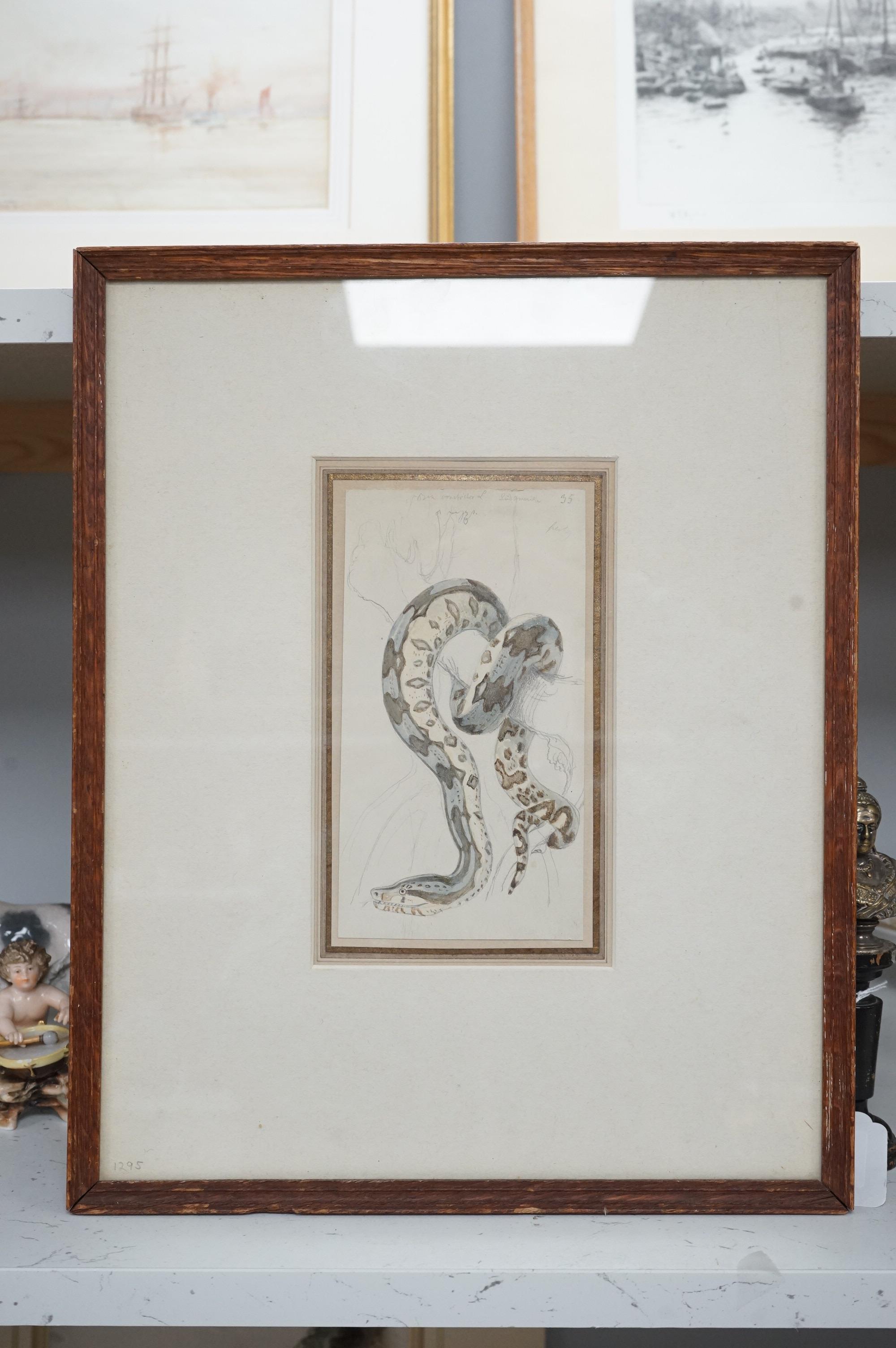 Robert Kretschmer (German, 1812-1872), watercolour, Study of a South American Boa Constrictor, inscribed in pencil, 18 x 9.5cm